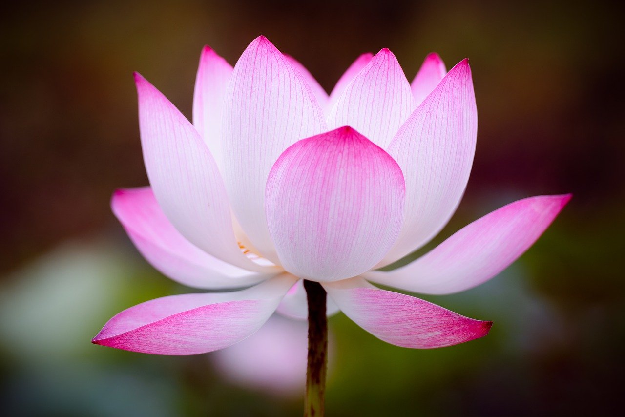 lotus, flower, nature