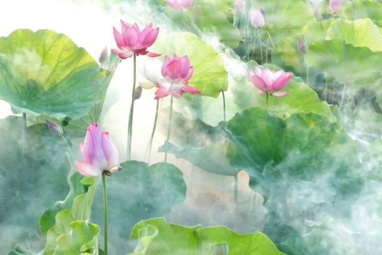 lotus, summer, fantasy