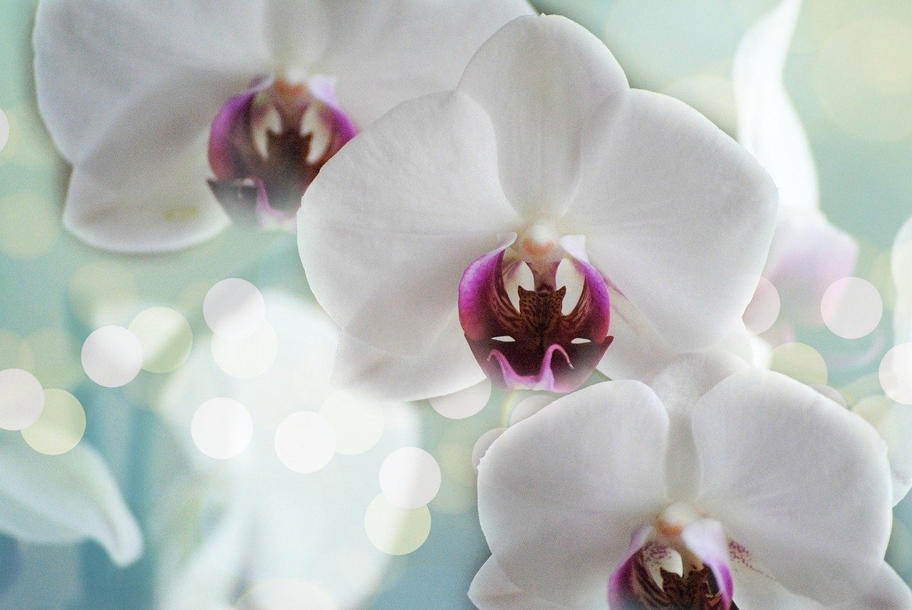 orchids, white, flower