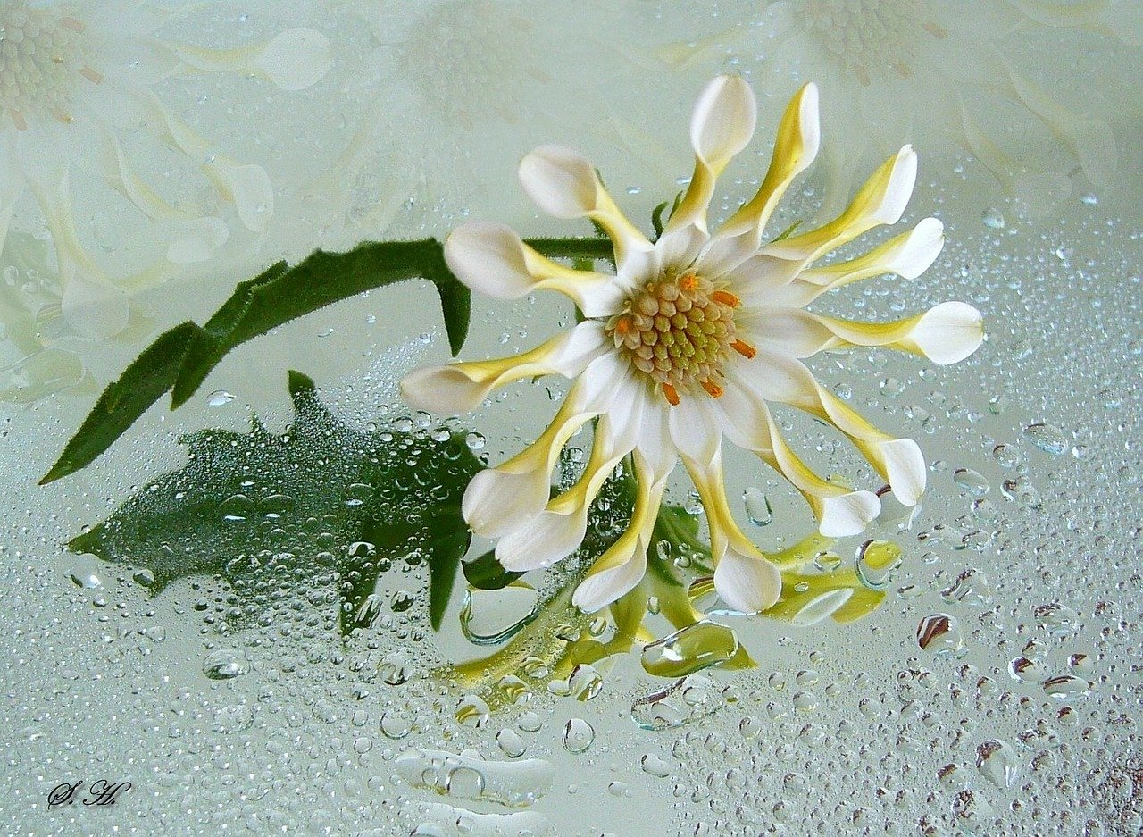 osteospermum, white flower, blossom